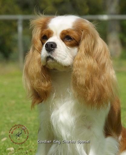 Cavalier King Charles Spaniel 9J001D-09.JPG